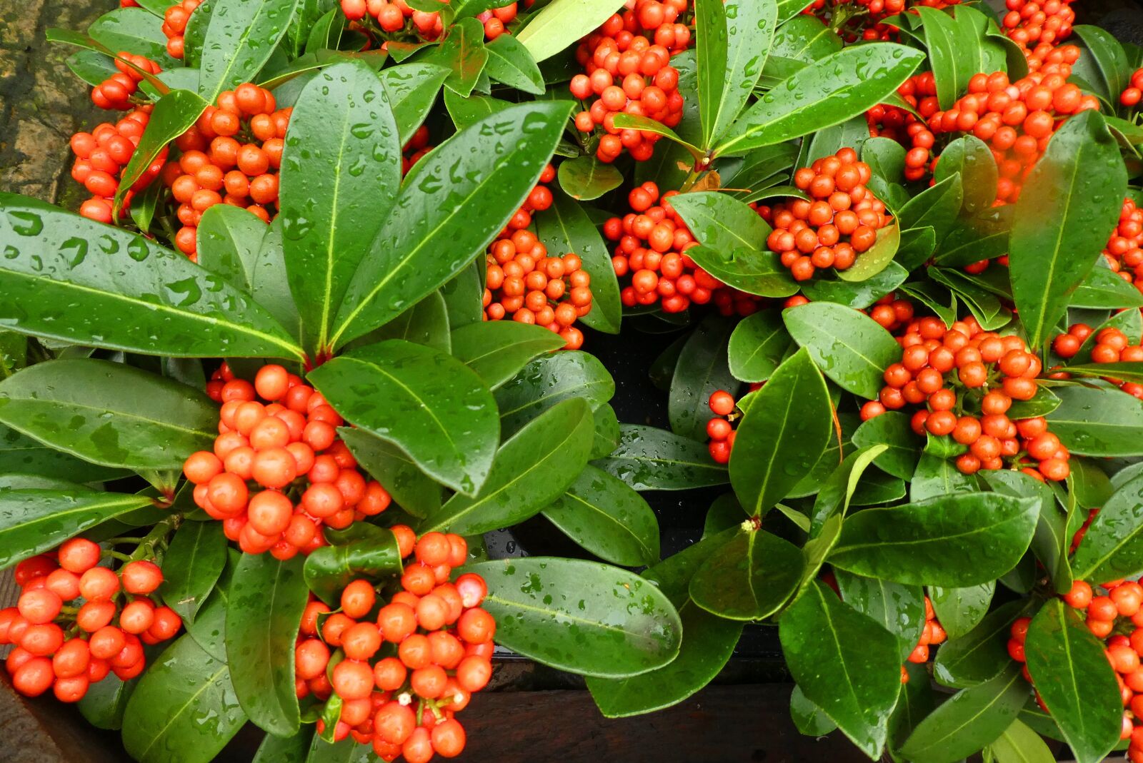 Panasonic Lumix DC-ZS70 (Lumix DC-TZ90) sample photo. Berries, orange, autumn photography