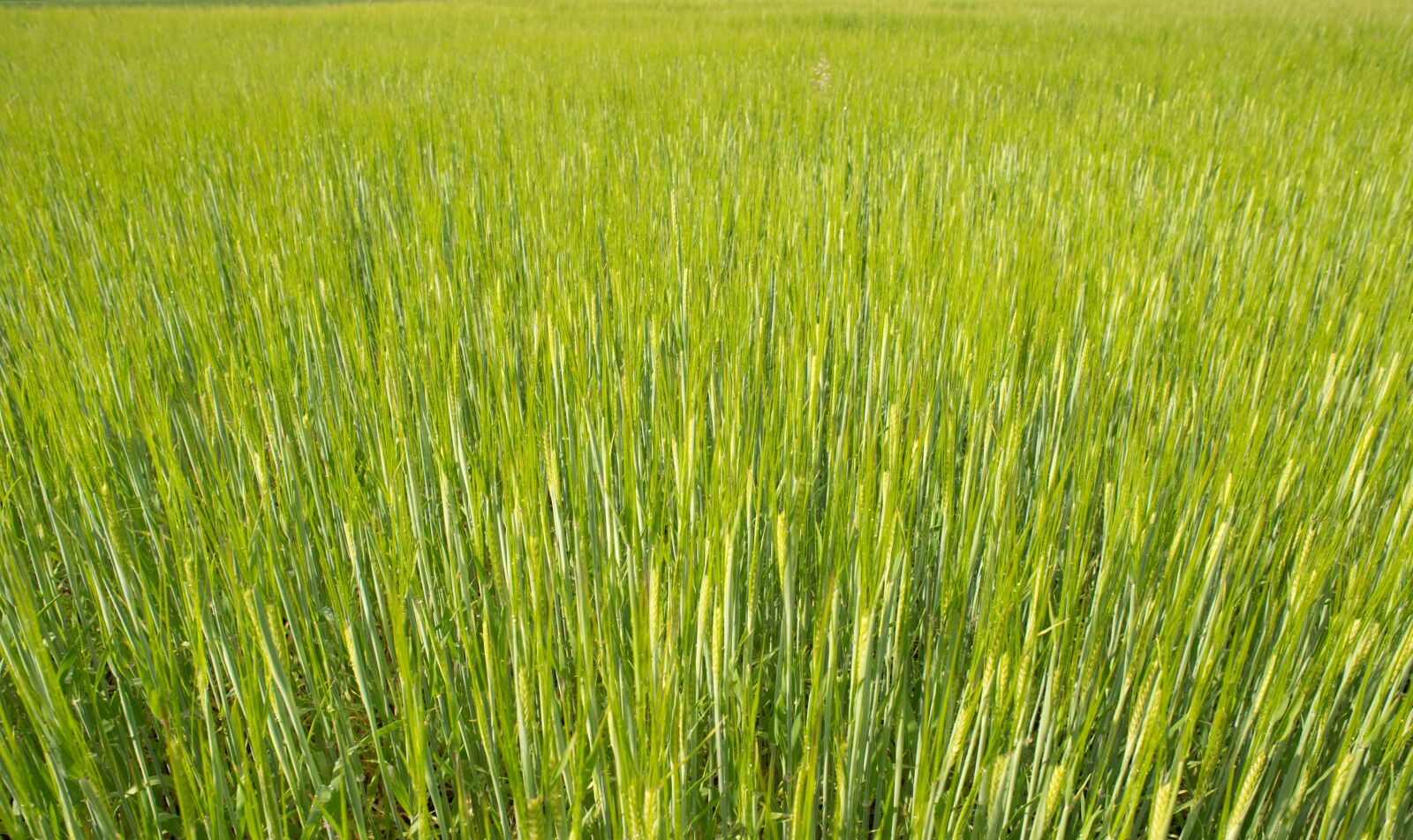 Nikon D610 sample photo. Fresh, wheat, green photography