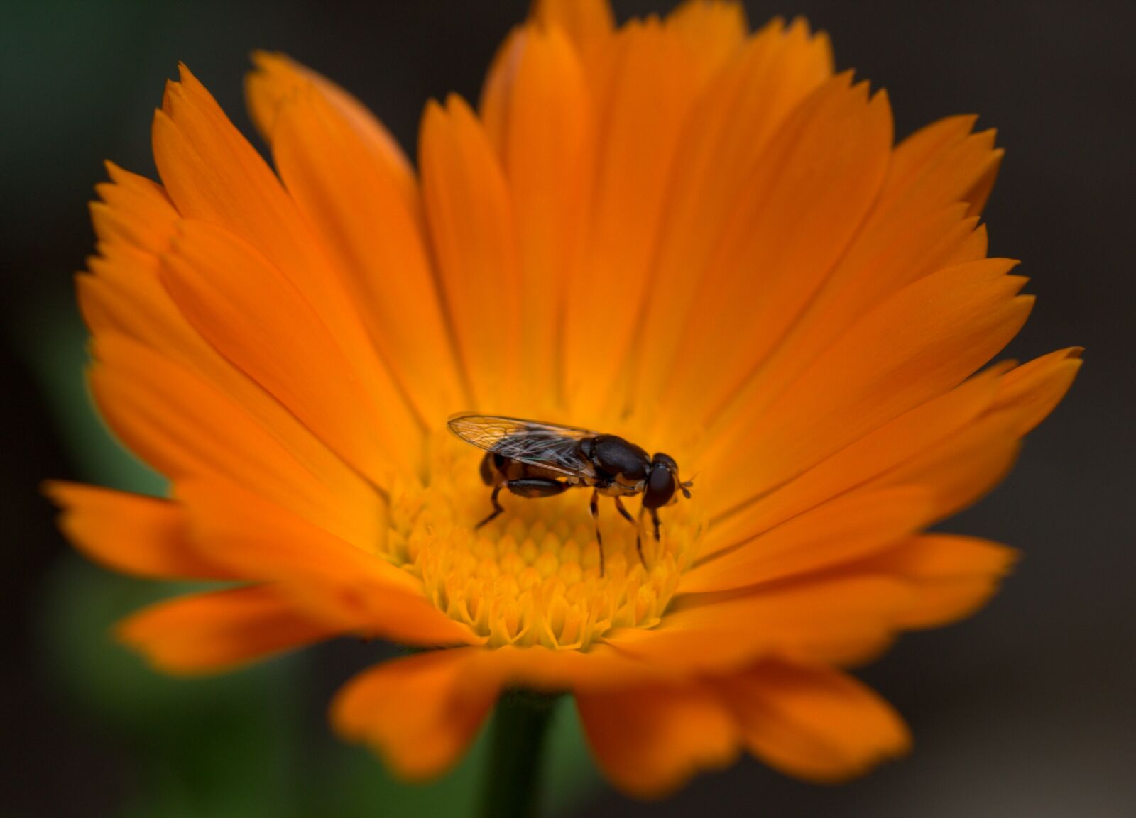 Canon EF-S 60mm F2.8 Macro USM sample photo. Bee, flower, calendula photography