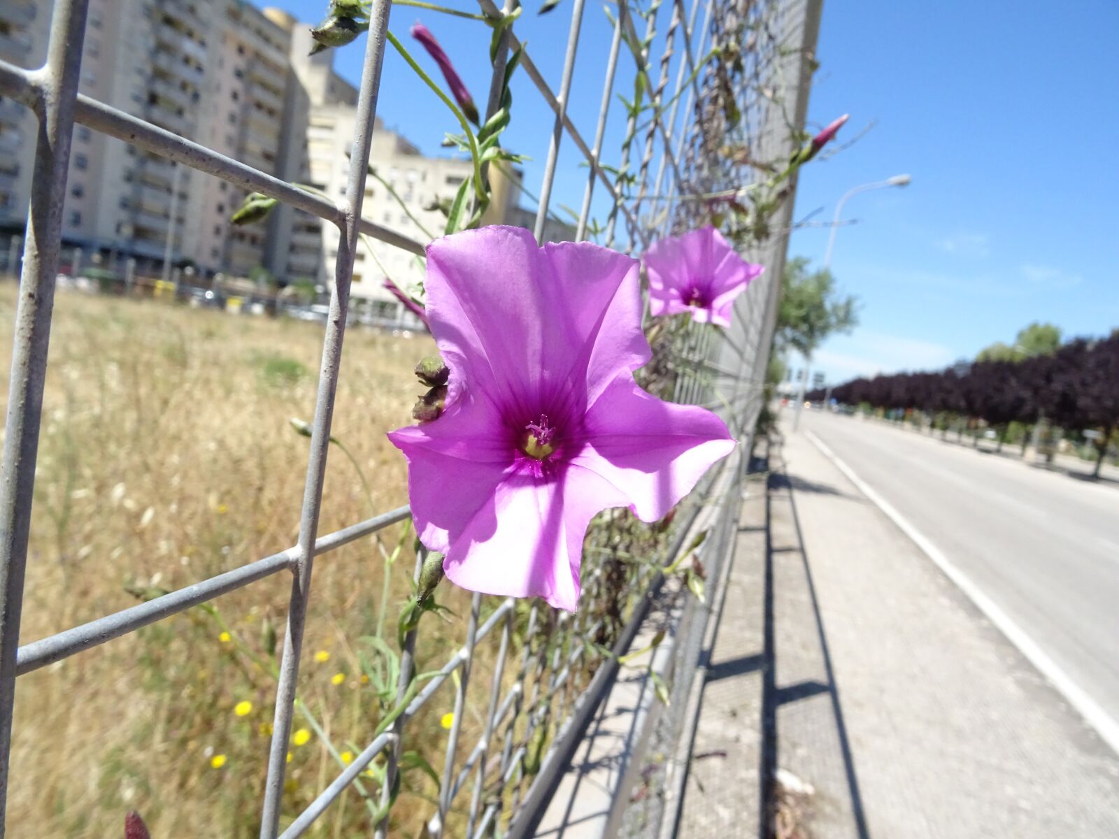 Sony DSC-HX60 sample photo. Flower, artistic, wind photography