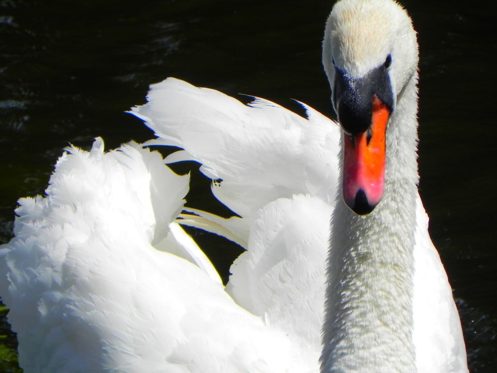 Nikon Coolpix P100 sample photo. Beak, bird, feathers, flying photography