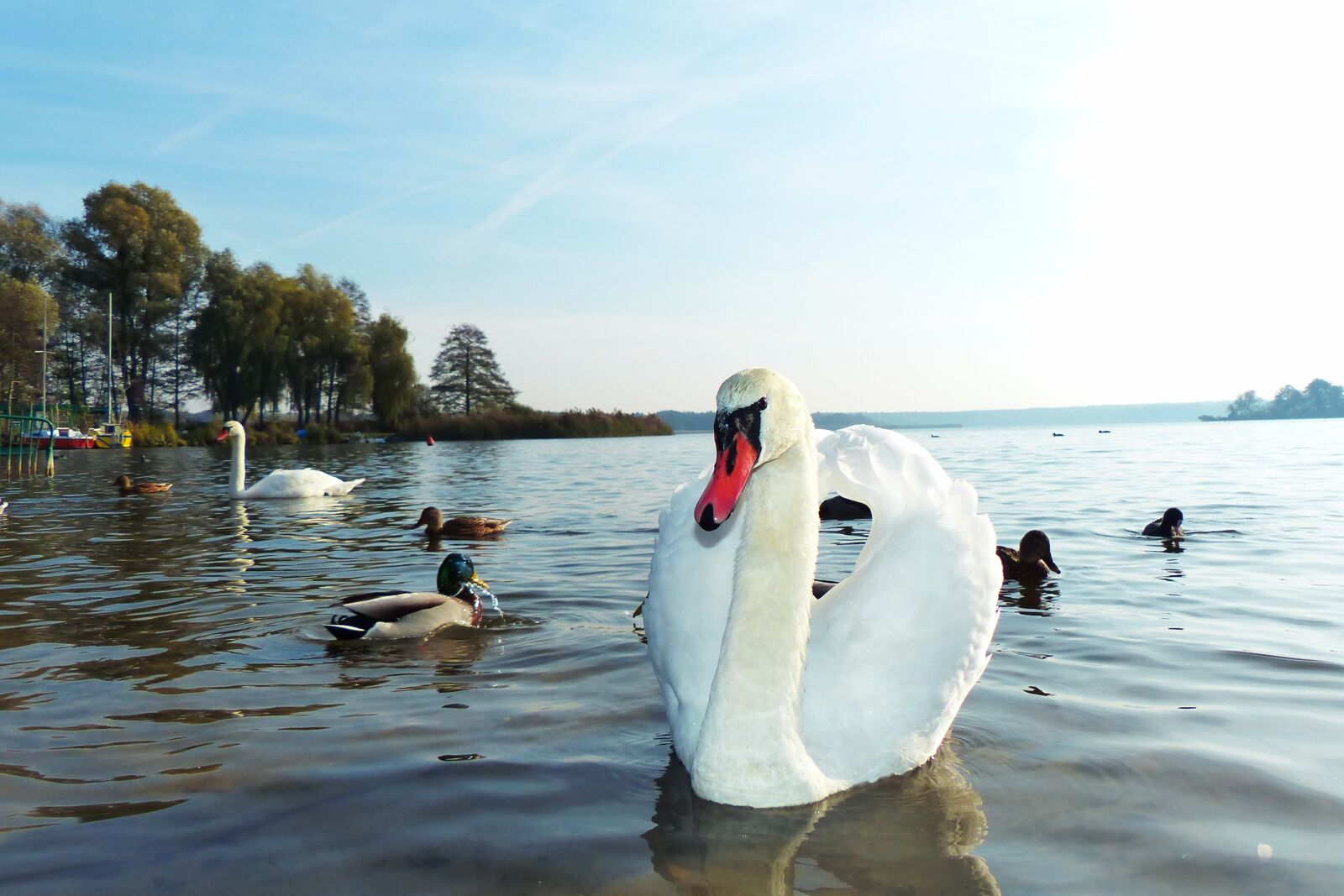 Panasonic Lumix DMC-FZ200 sample photo. Mute swan, tom, beach photography