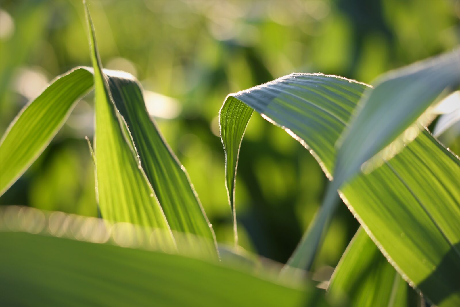 Canon EF 70-300 F4-5.6 IS II USM sample photo. Agriculture, corn, plant photography