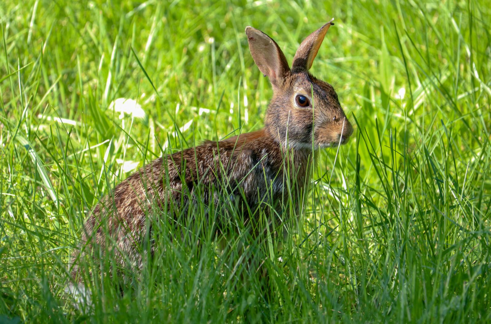 Canon EOS 80D + Canon EF-S 55-250mm F4-5.6 IS STM sample photo. Rabbit, animal, bunny photography