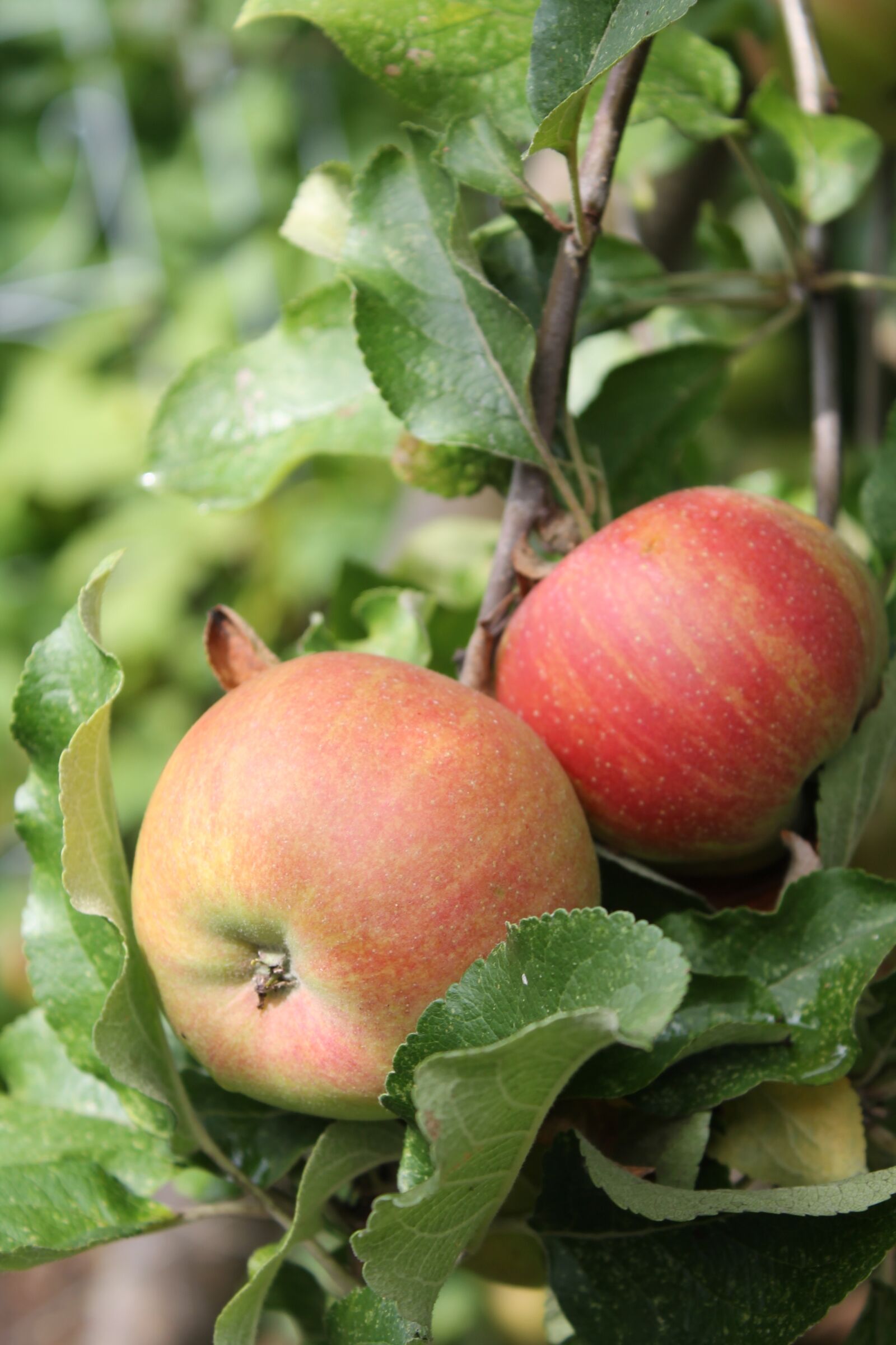 Canon EOS 1100D (EOS Rebel T3 / EOS Kiss X50) sample photo. Apple tree, apple, red photography