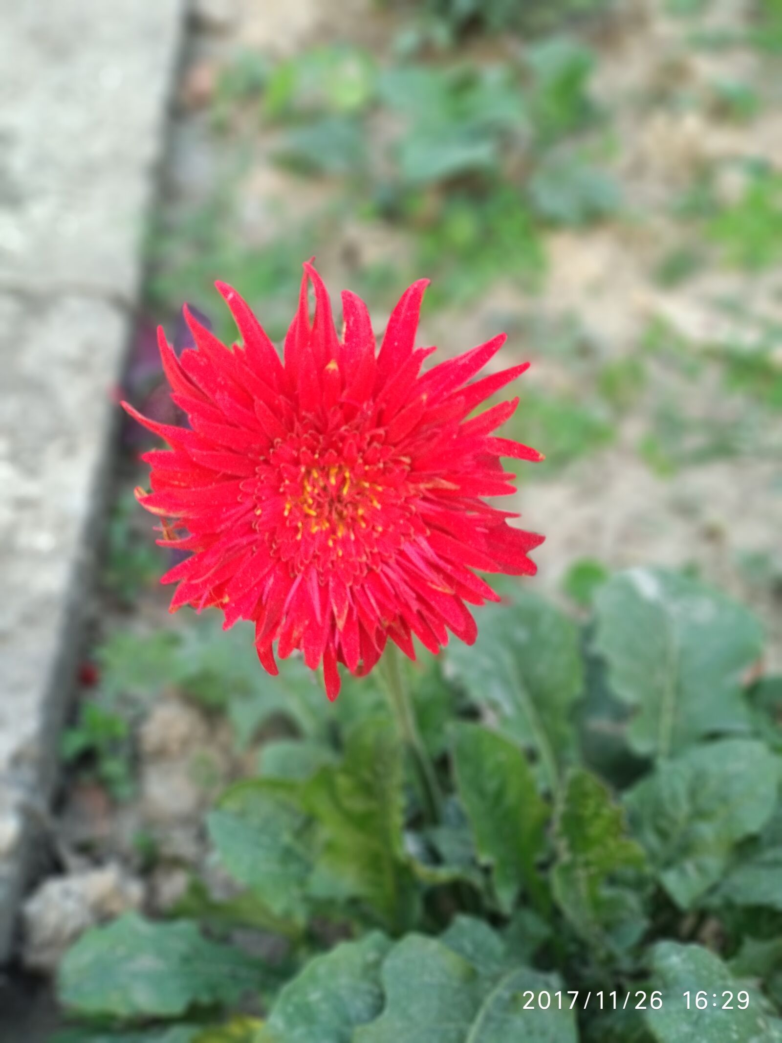 Xiaomi Mi A1 sample photo. Flower, nature, spring photography