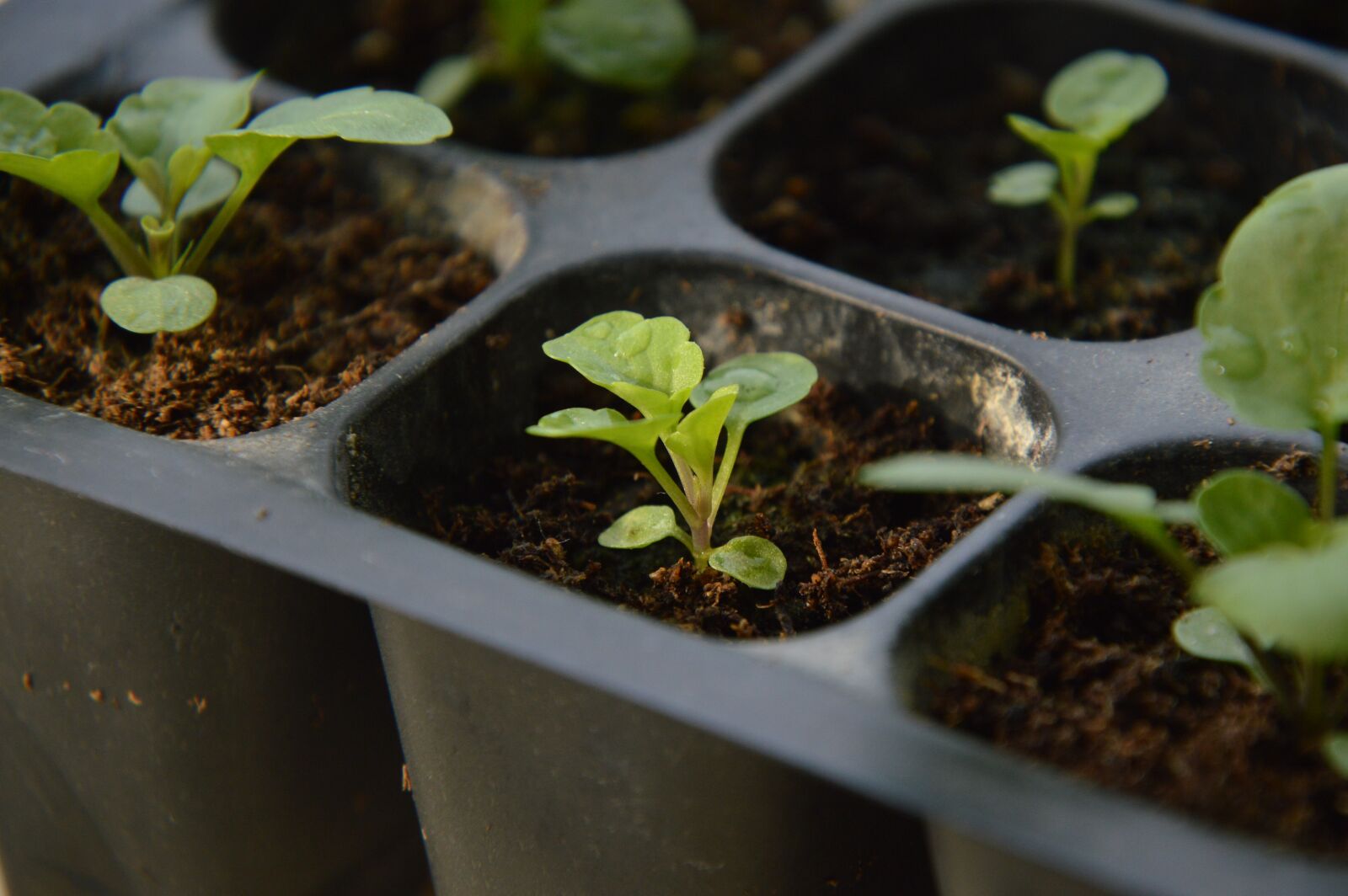 Nikon D3200 sample photo. Seedling, sprout, plant photography