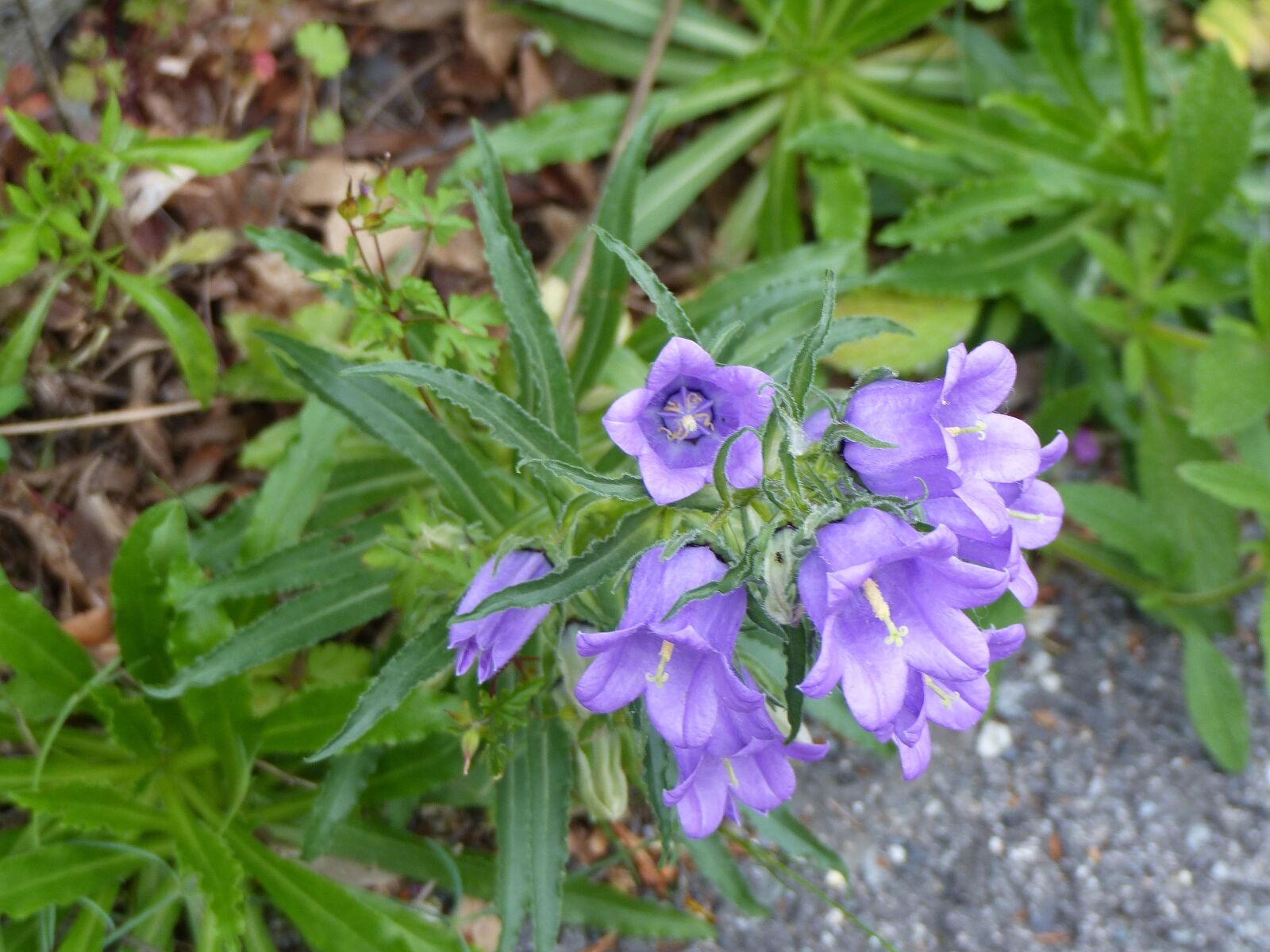 Panasonic Lumix DMC-FZ200 sample photo. Campanules, flowers, nature photography