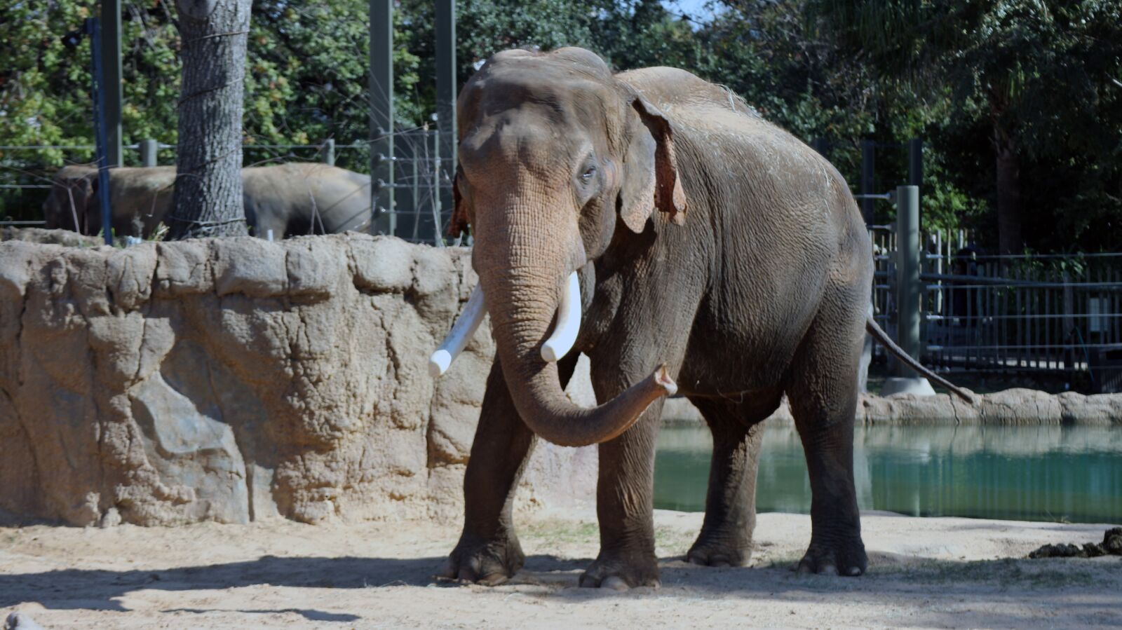 Canon EOS M10 sample photo. Elephant, zoo, caged photography