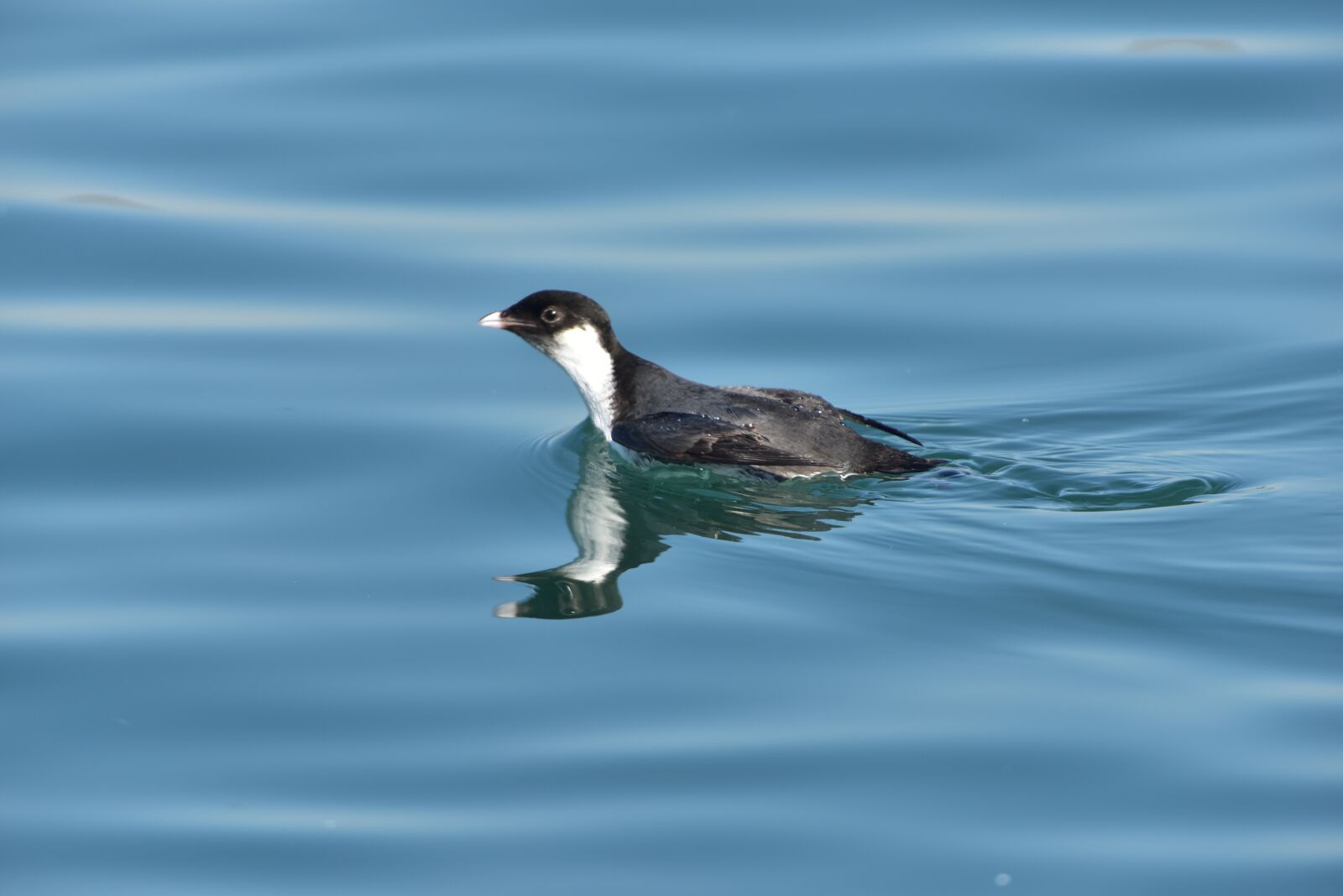 Nikon D810 sample photo. Bird, waters, wild animals photography