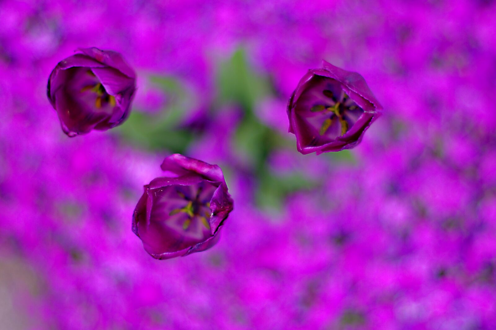 Pentax K-3 sample photo. Flower, tulip, garden photography