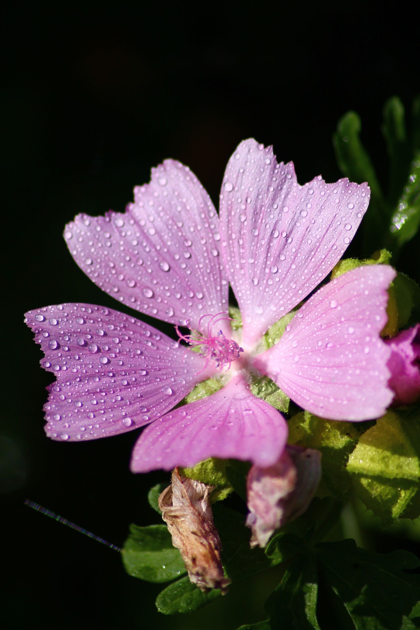 Canon EOS 1100D (EOS Rebel T3 / EOS Kiss X50) sample photo. Flower, water drops, rain photography