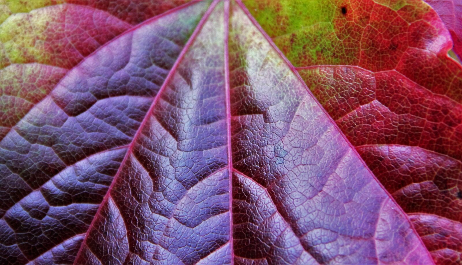 Canon EOS 550D (EOS Rebel T2i / EOS Kiss X4) sample photo. Autumn leaf, partial view photography