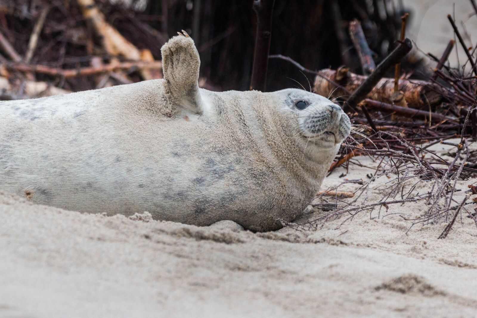 150-600mm F5-6.3 DG OS HSM | Contemporary 015 sample photo. Grey seal, robbe, halichoerus photography