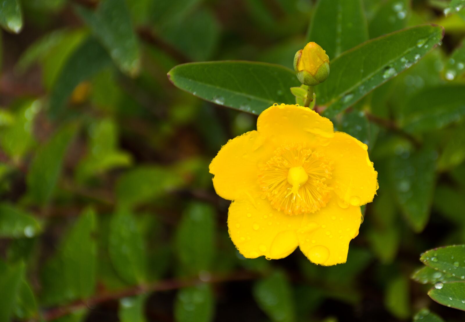 Nikon D7200 sample photo. Large floral st john's photography