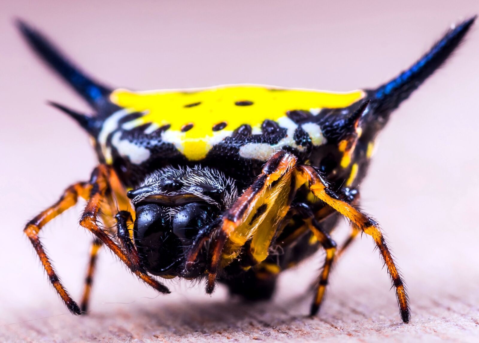Nikon D5200 sample photo. Exotic spider, yellow spider photography