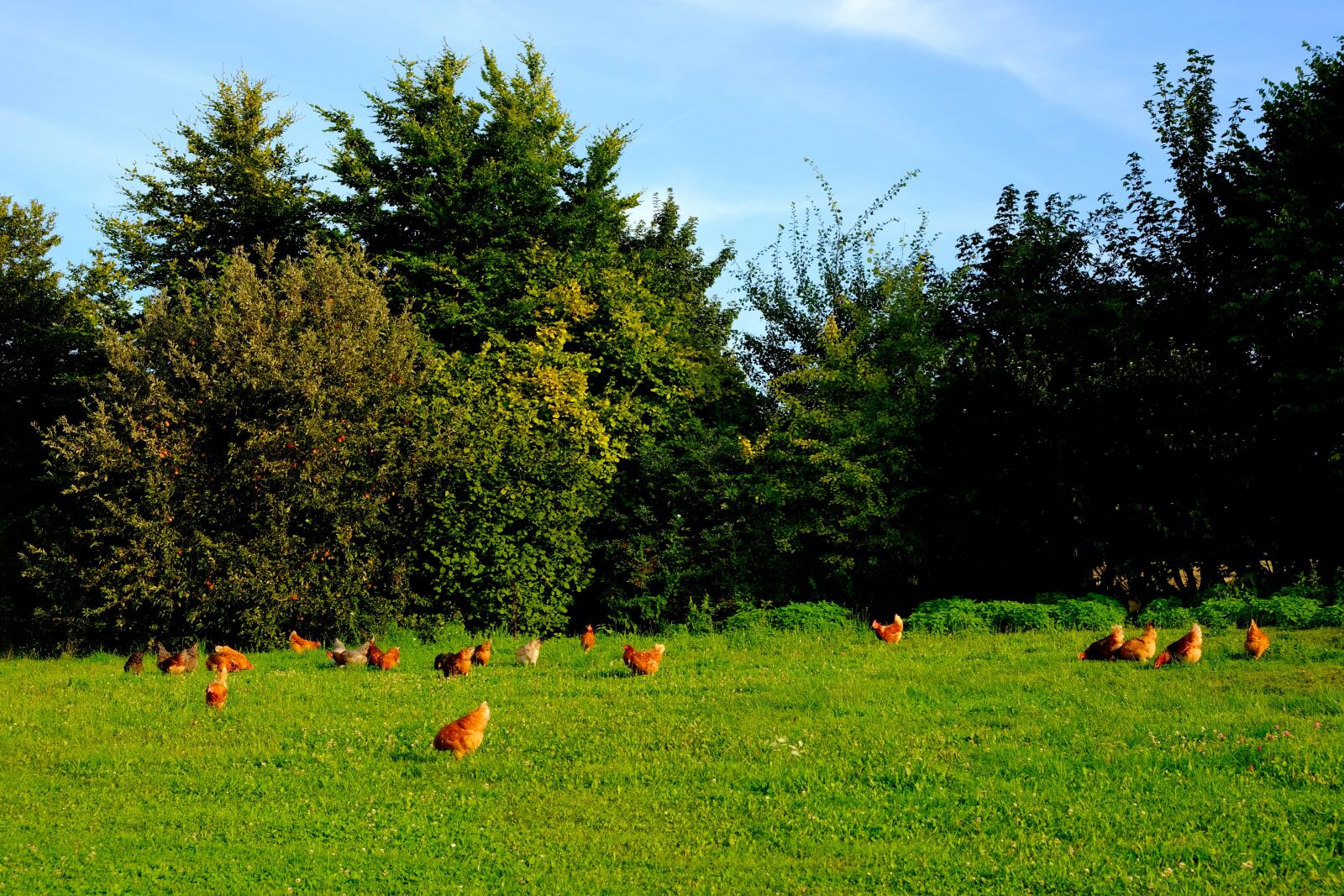 Fujifilm X-T20 sample photo. Chickens, poultry, animal photography