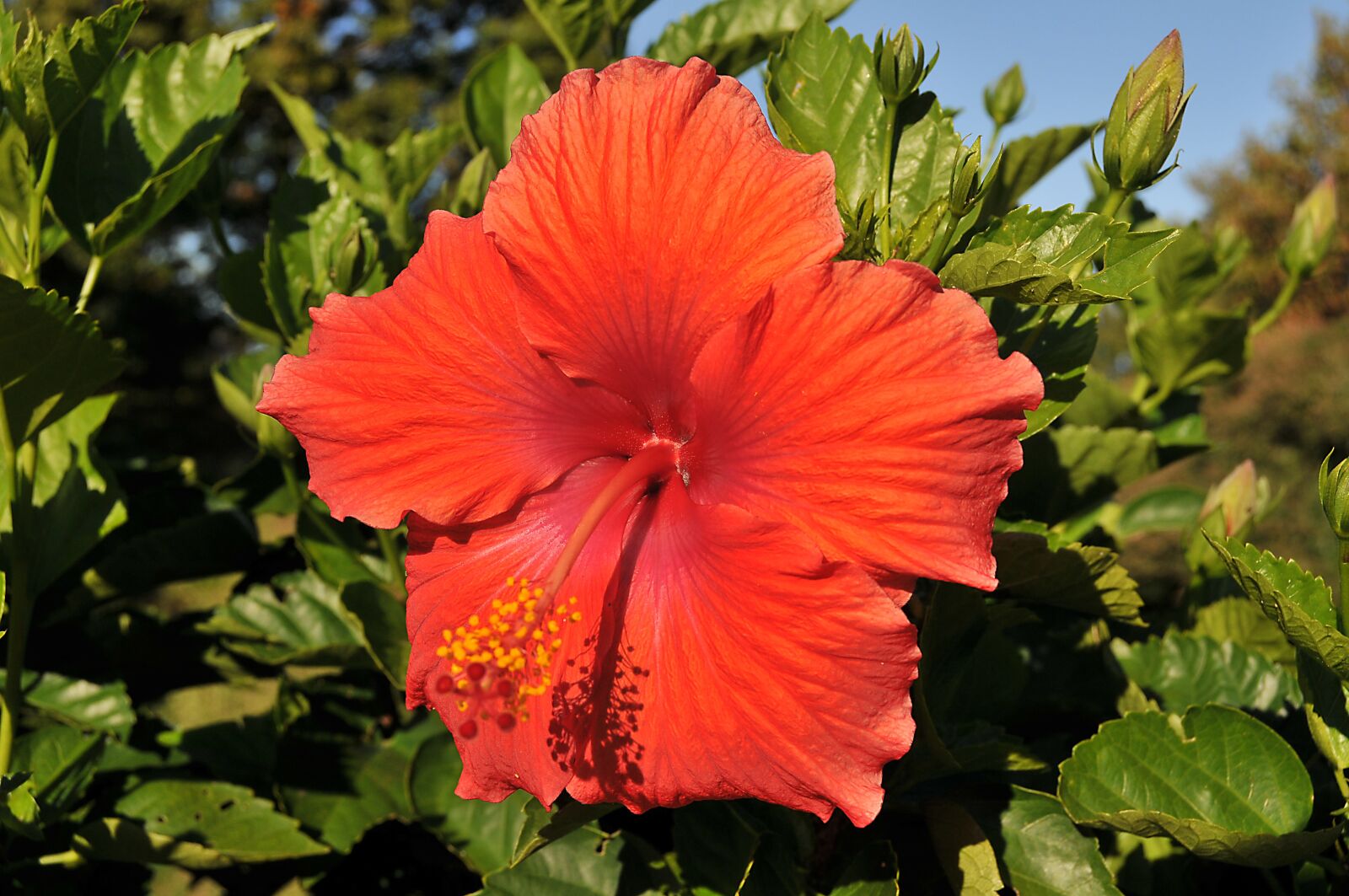 Nikon D300 sample photo. Flower, hibiscus, tropical photography