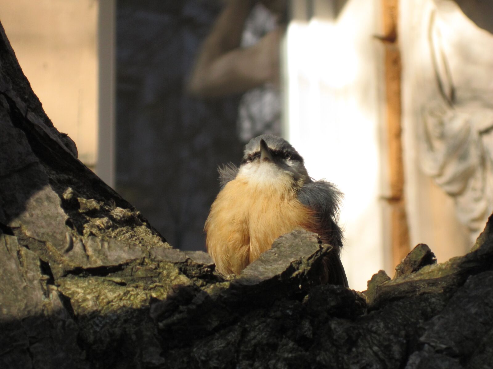 Canon PowerShot A3200 IS sample photo. Songbird, young bird, precocial photography