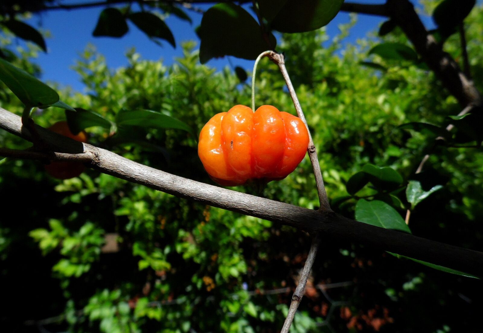 Samsung WB100/  WB101 sample photo. Pitangueira, tree, cherry photography