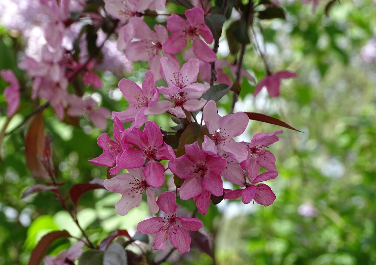 Sony Cyber-shot DSC-HX400V sample photo. Flowers, tree, pink photography