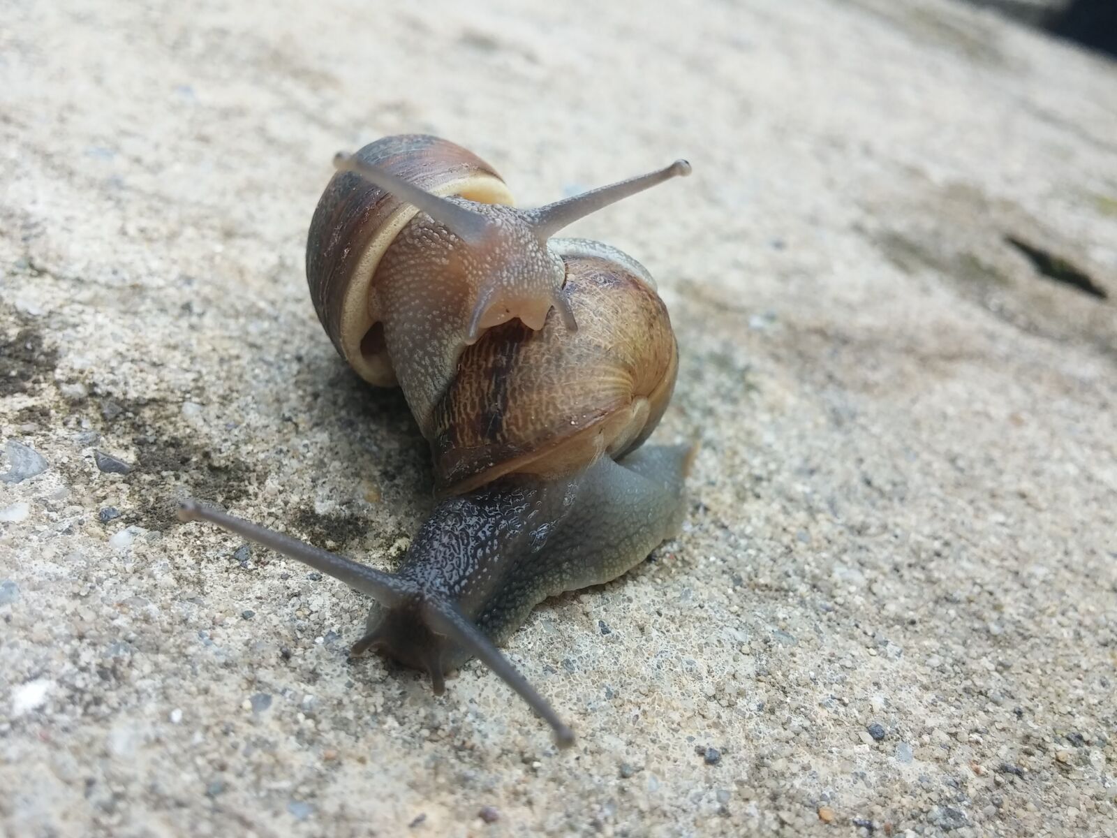 LG G2 sample photo. Snail, snail couple, molluscs photography