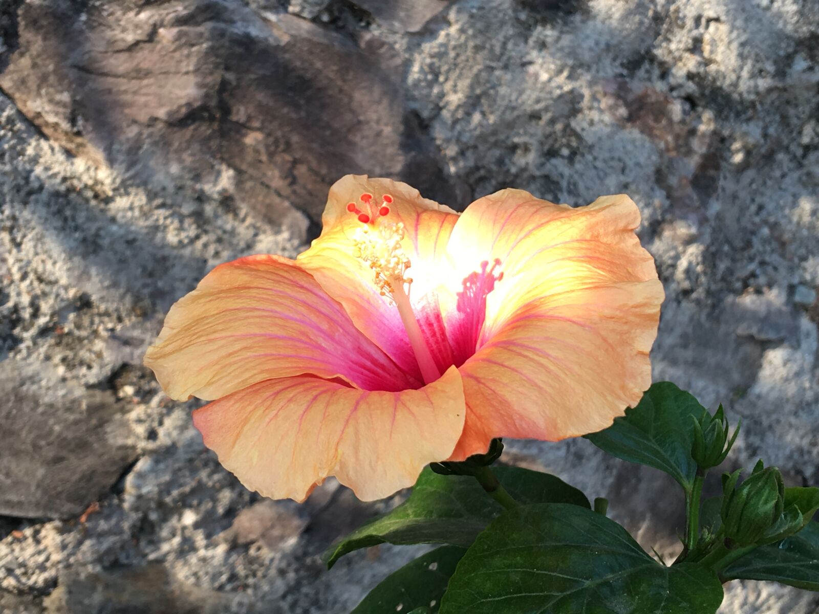 iPhone 6s Plus back camera 4.15mm f/2.2 sample photo. Hibiscus, flower, garden photography