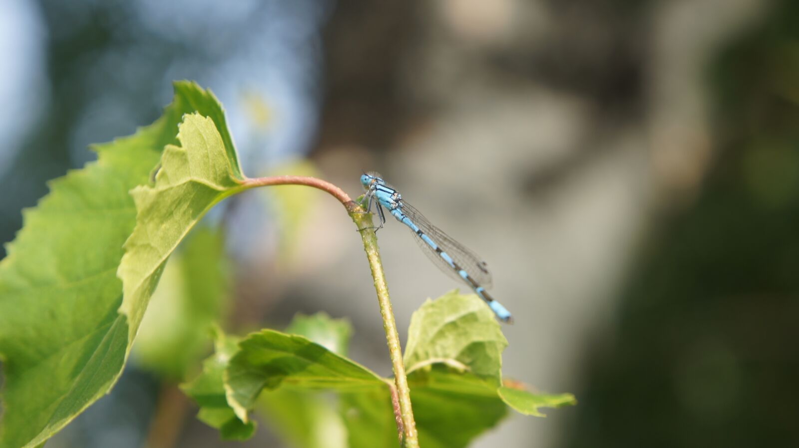 Sony SLT-A55 (SLT-A55V) + Sony DT 18-55mm F3.5-5.6 SAM sample photo. Dragonfly, blue, cyan photography