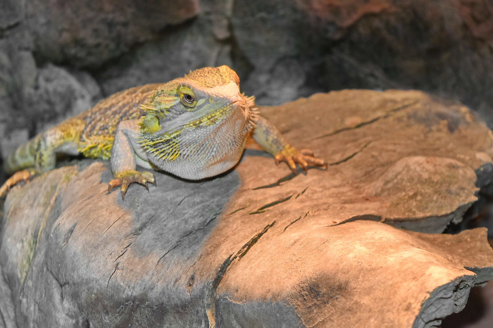 Nikon D5500 sample photo. Lizard, yellowish brown, animal photography