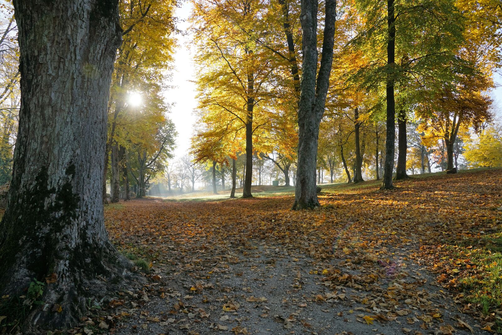 Sony ILCA-77M2 + Sony DT 16-50mm F2.8 SSM sample photo. Autumn, hike, tuttlingen photography