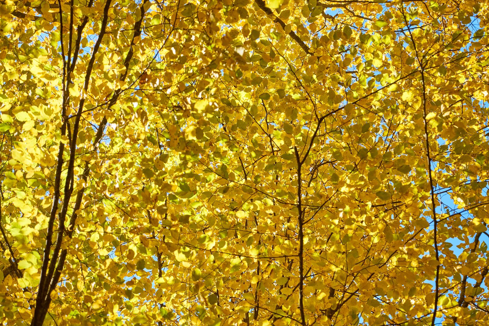 Sony a7R II sample photo. Tree, leaves, branch photography