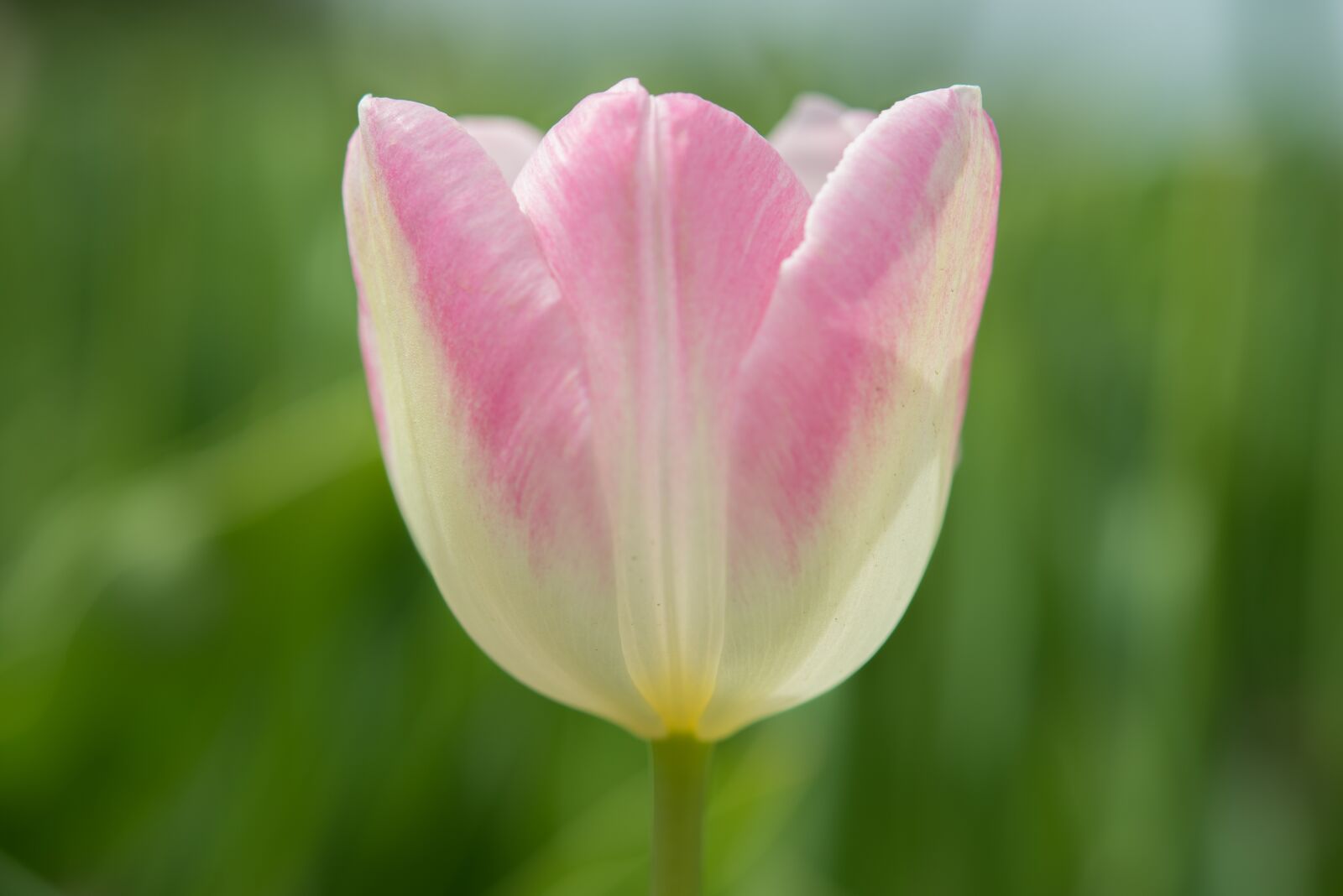 Nikon D600 sample photo. Pink, tulip, green photography