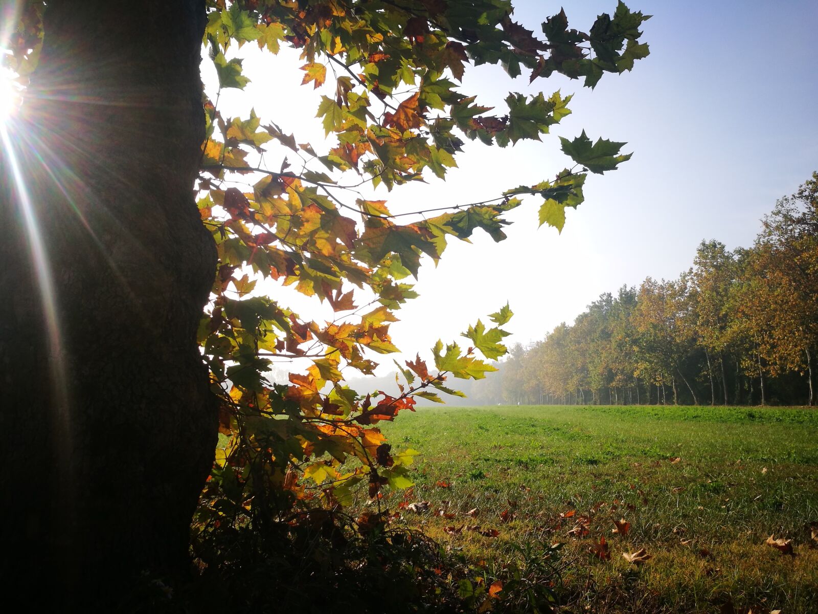 HUAWEI P9 sample photo. Autumn, leaves, backlight photography