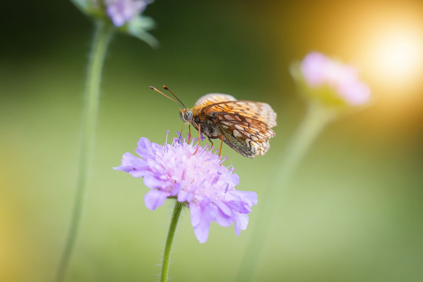 Nikon D7100 sample photo. Butterfly, nature, insect photography