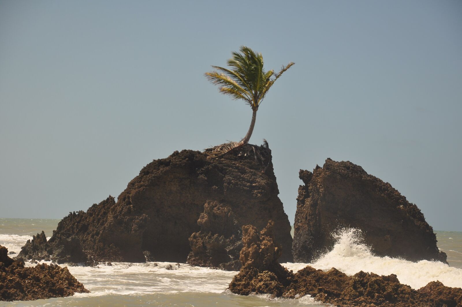 Nikon D90 sample photo. Beach, coconut tree, summer photography