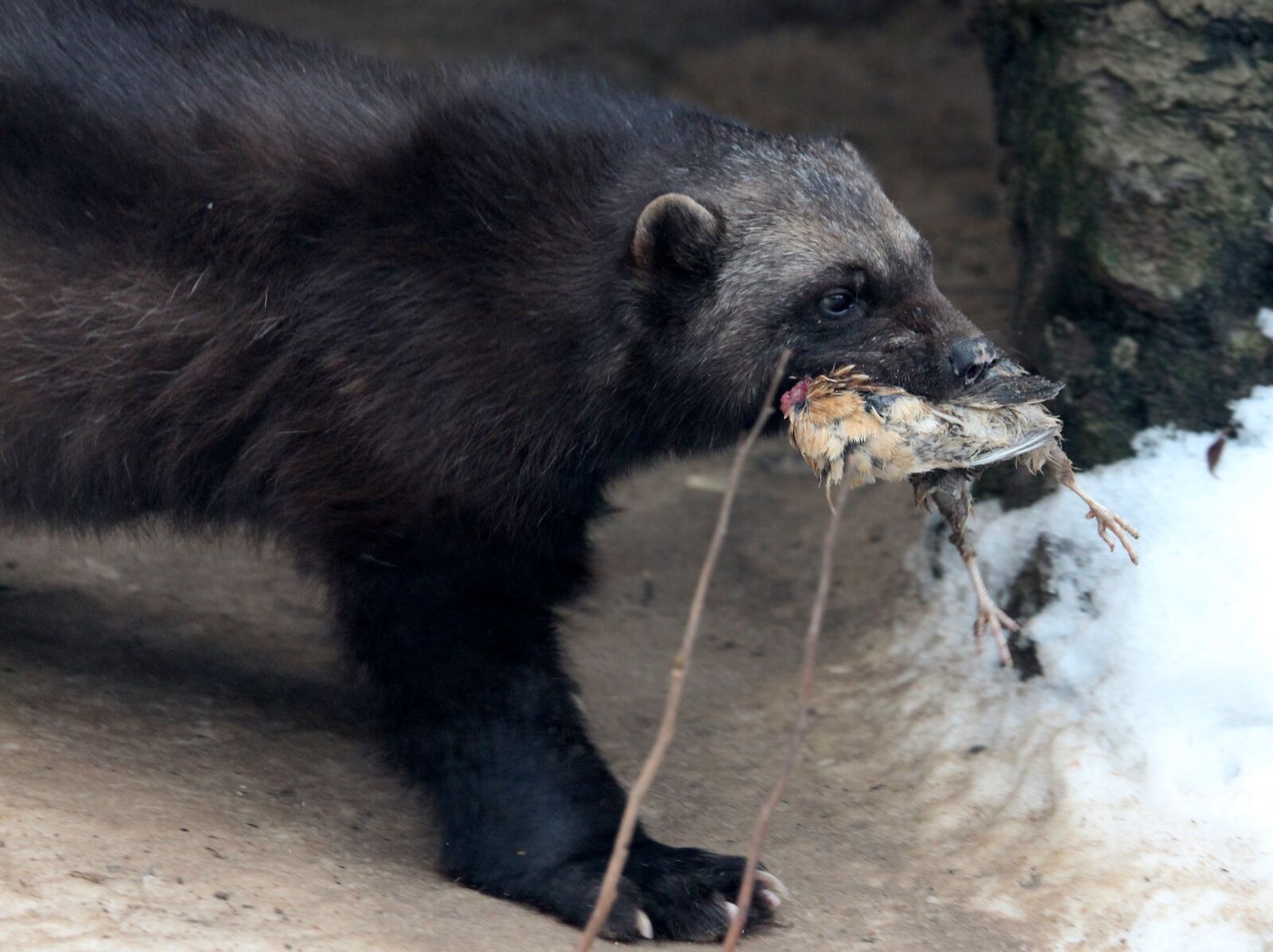 Canon EOS 650D (EOS Rebel T4i / EOS Kiss X6i) sample photo. Wolverine, gulo gulo, beast photography