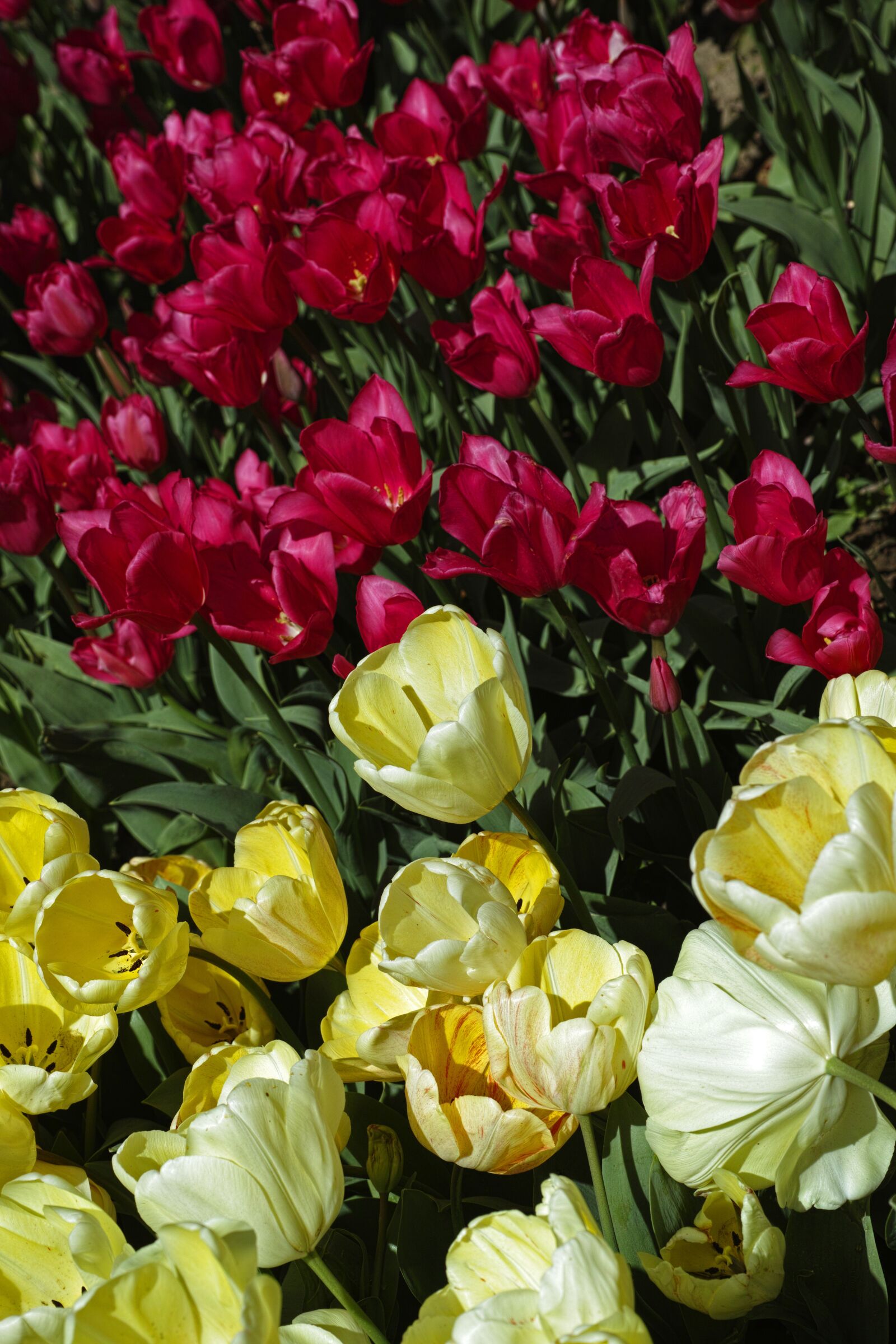Sigma DP3 Merrill sample photo. Tulips, flower, flowers photography