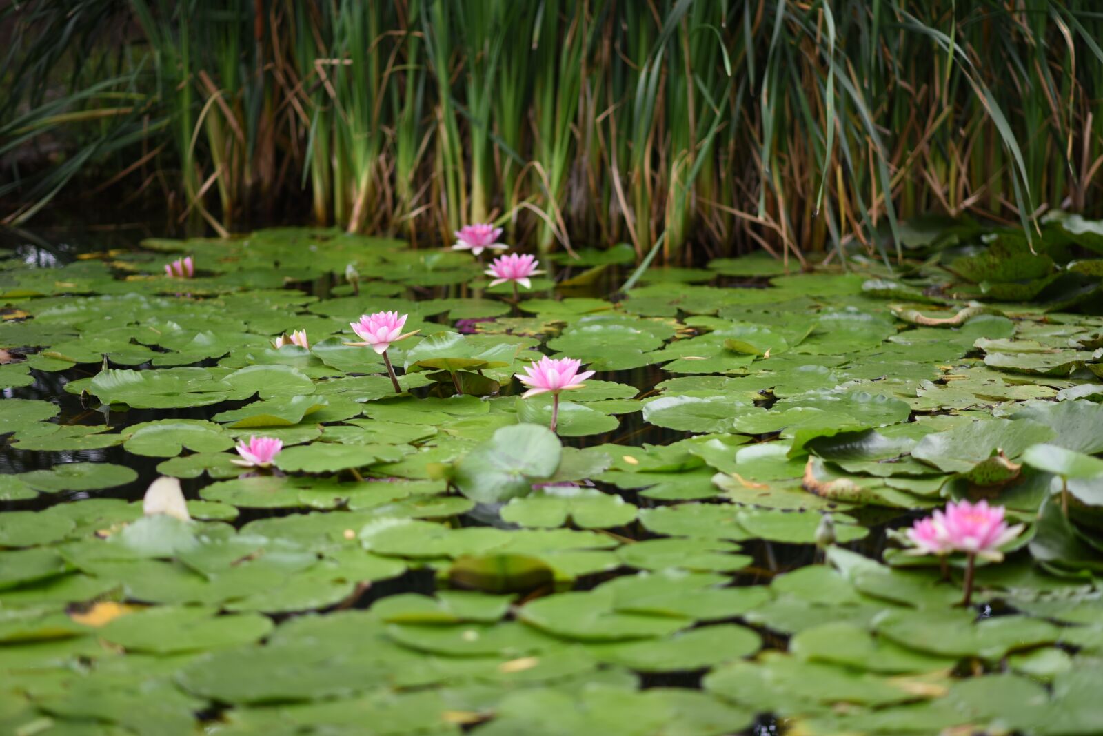 Nikon D750 sample photo. Water lily, flowers, pond photography