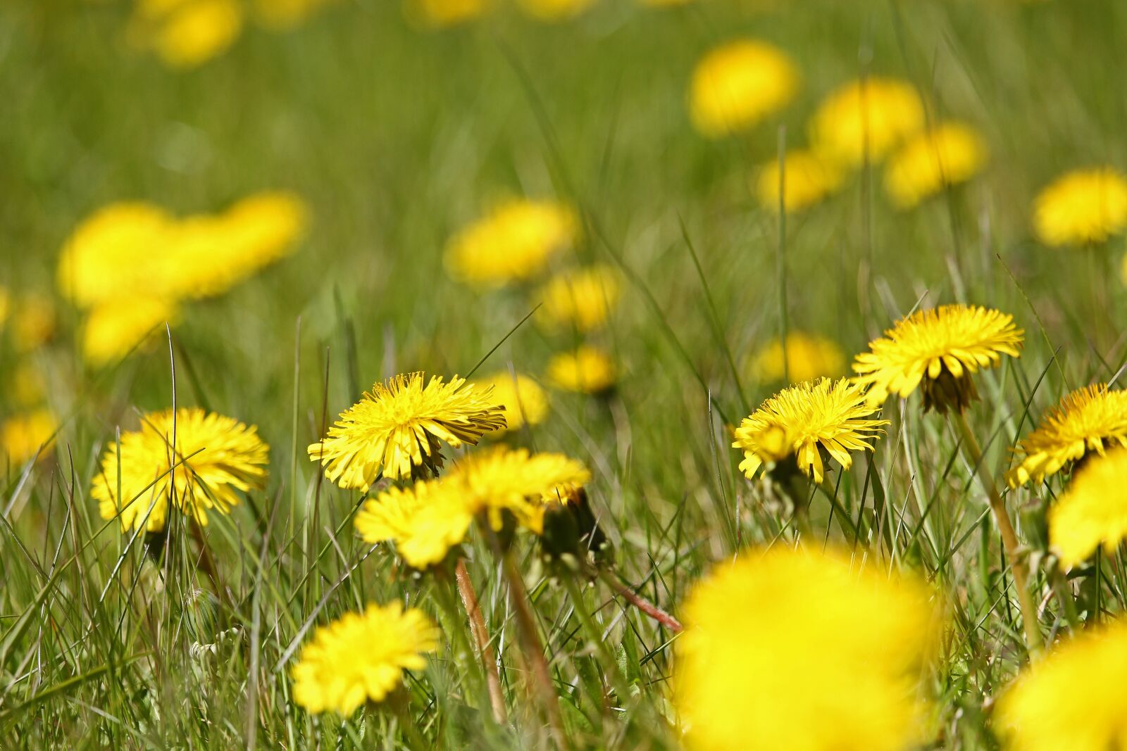Canon EF-S 55-250mm F4-5.6 IS STM sample photo. Meadow, dandelion, nature photography
