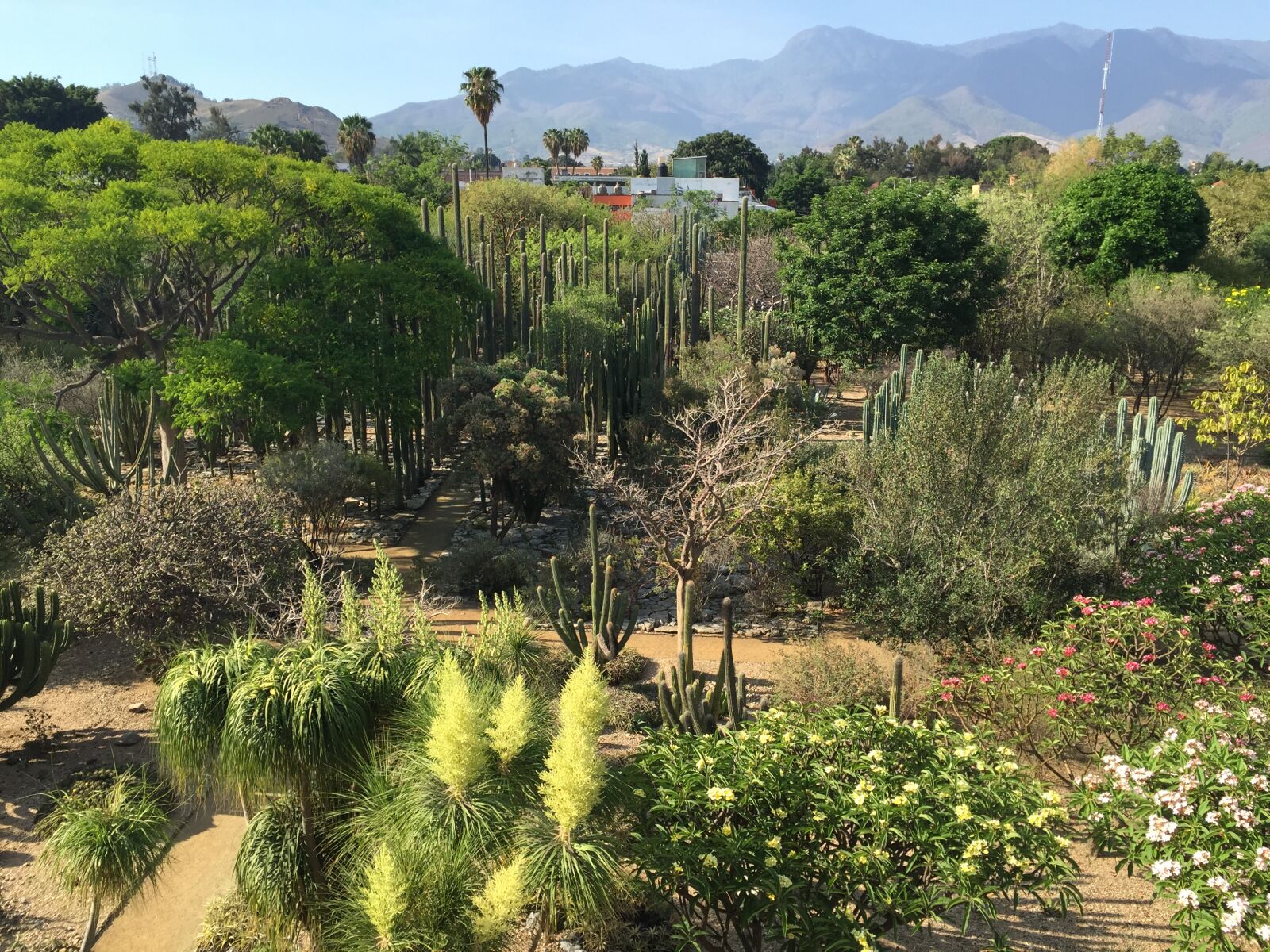 Apple iPhone 6 sample photo. Garden, plant, jardin, santo photography