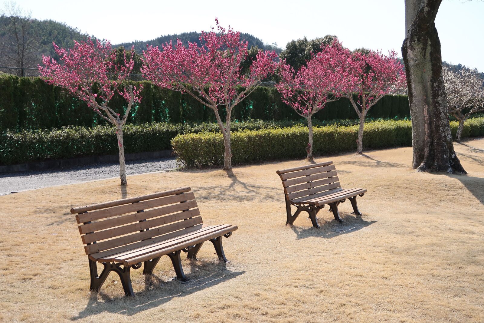 Canon PowerShot G7 X Mark II sample photo. Bench, wood, natural photography