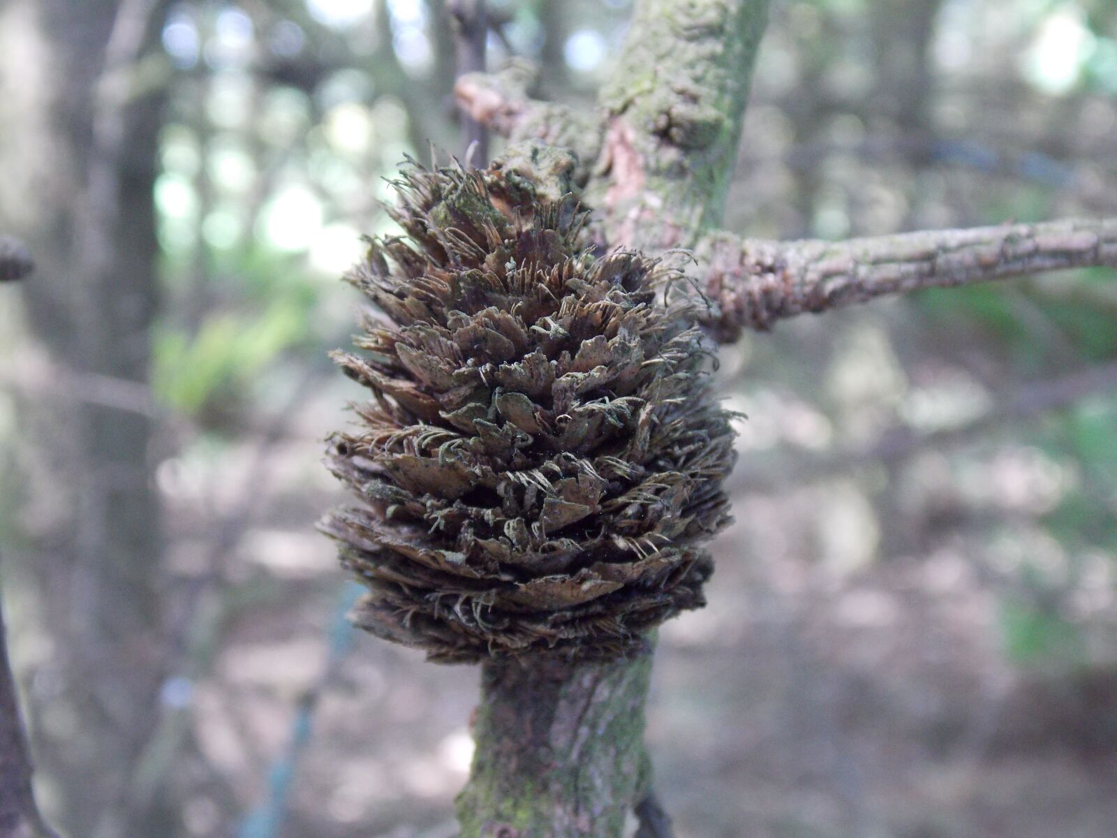Nikon Coolpix L810 sample photo. Pinecone, tree, branch photography