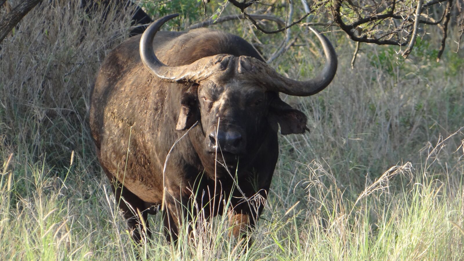 Sony Cyber-shot DSC-HX100V sample photo. Wildlife, south africa, buffalo photography