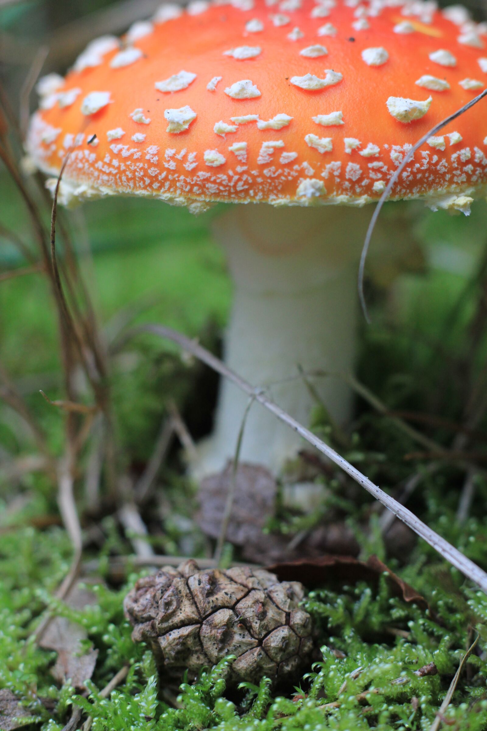 Canon EOS 60D + Canon EF 50mm F1.8 II sample photo. Fungi, mushroom photography