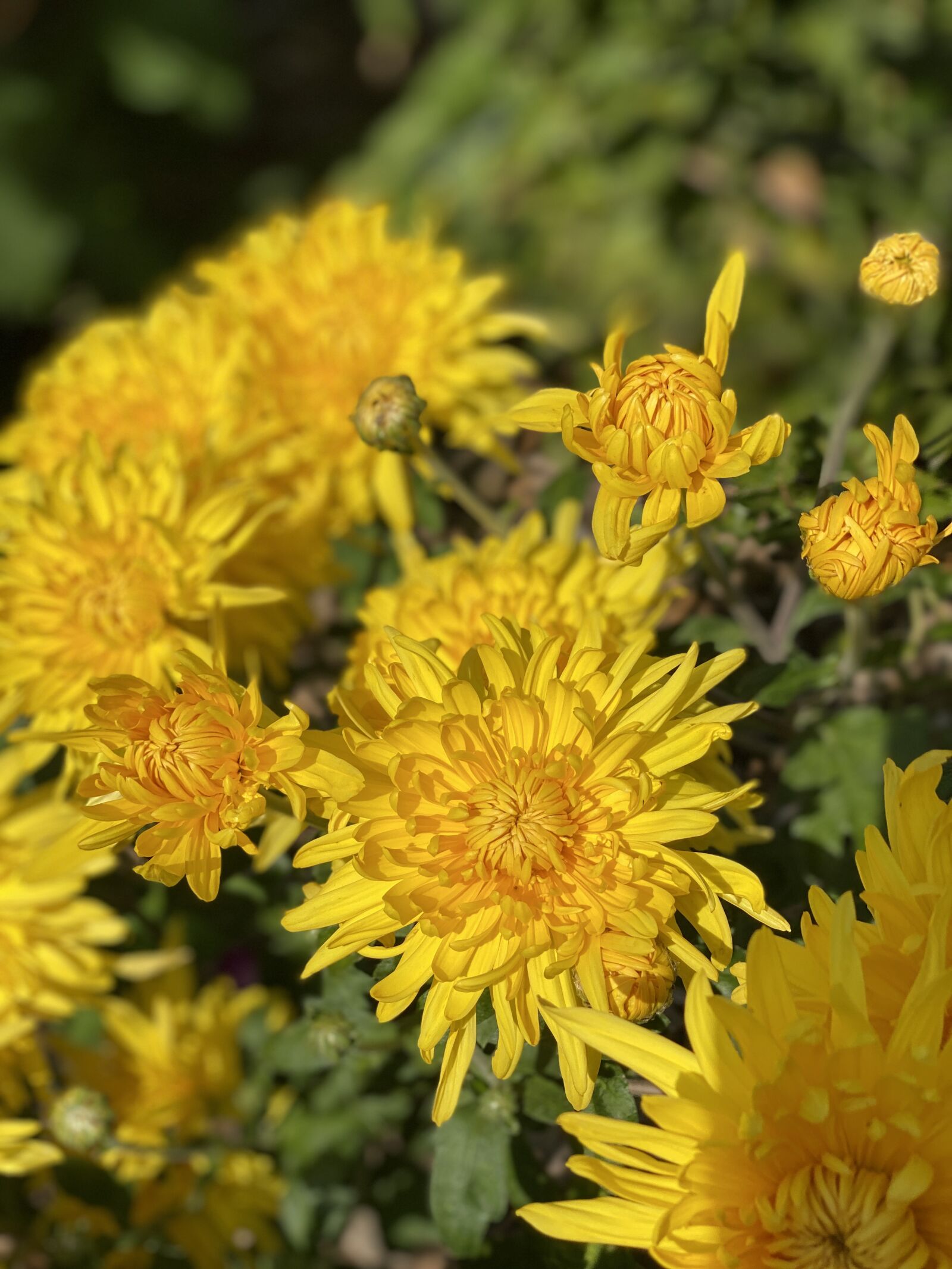 iPhone 11 Pro Max back dual camera 6mm f/2 sample photo. Chrysanthemums, fall colors, fall photography