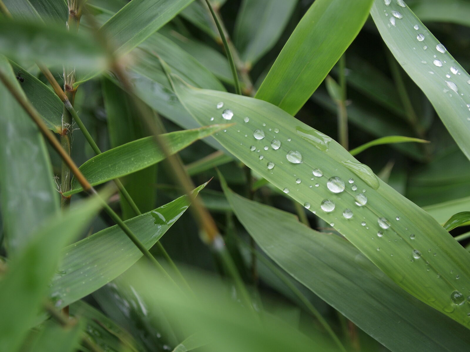 Olympus PEN E-P2 sample photo. Bamboo, dew, dewdrops, green photography