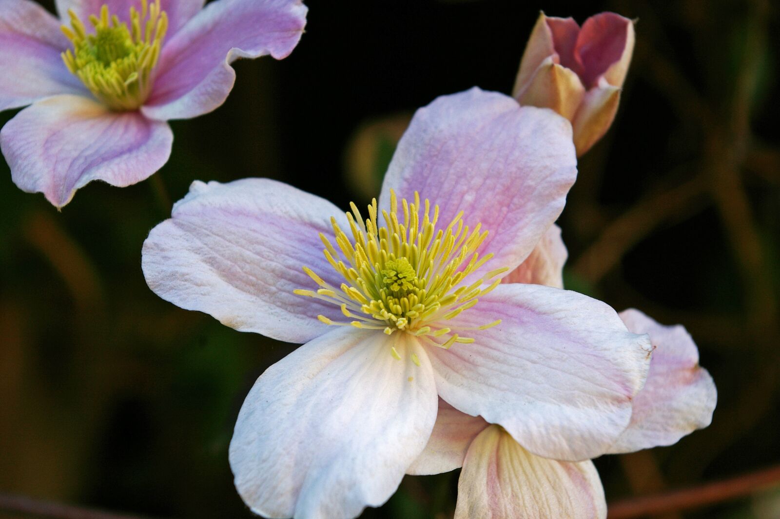 Pentax *ist DL2 sample photo. Clematis, blossom, bloom photography