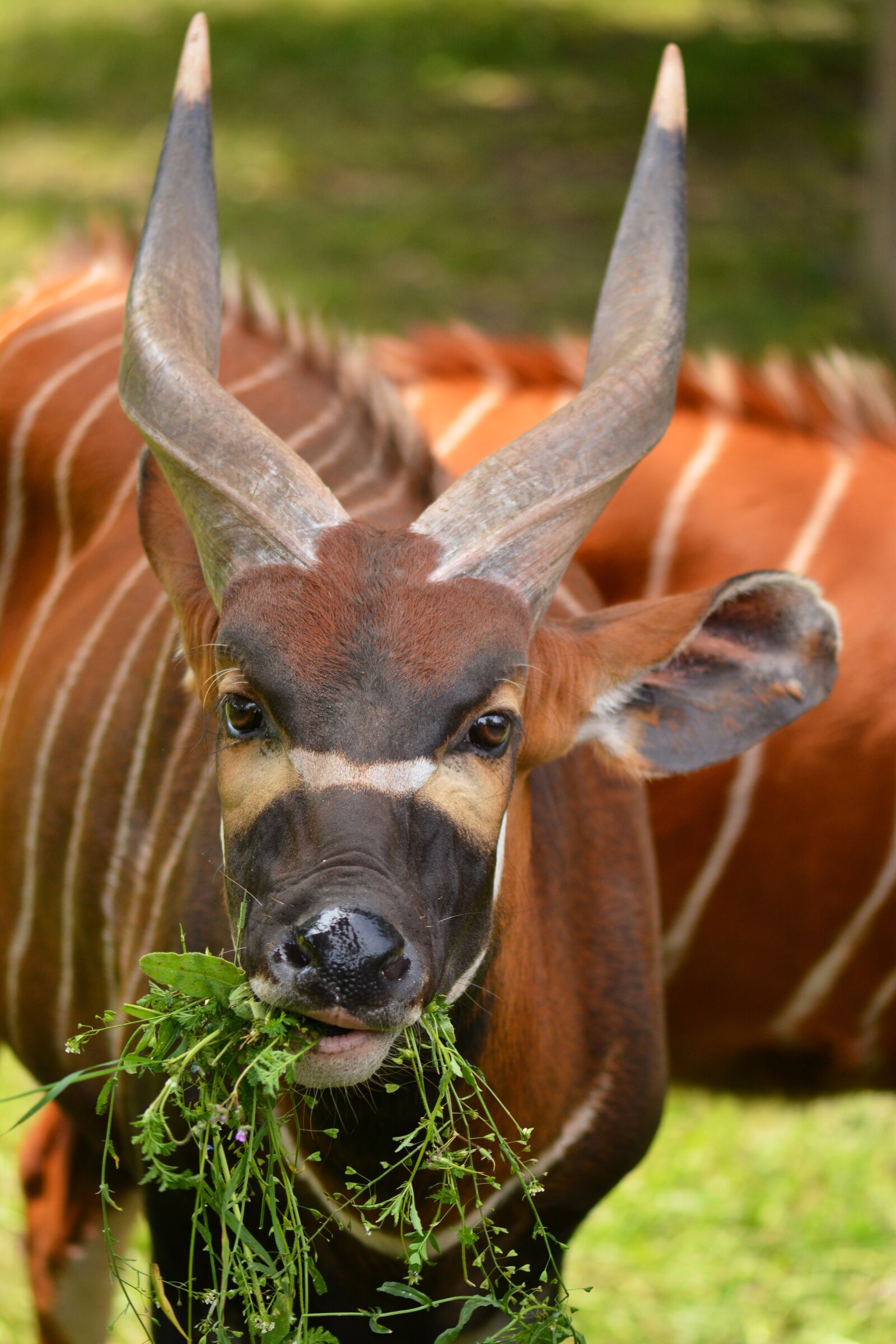 Nikon D7100 sample photo. Gazelle, animal, nature photography