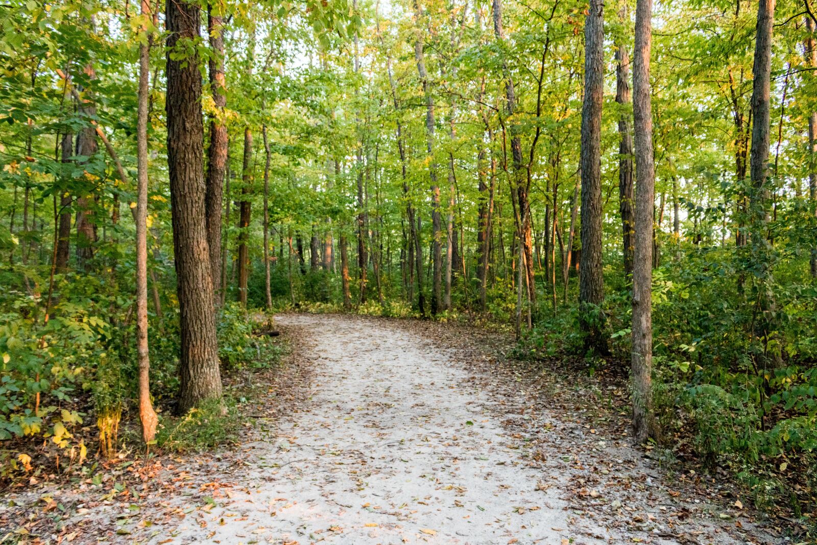 Canon EOS 750D (EOS Rebel T6i / EOS Kiss X8i) sample photo. Woods, trees, forest photography