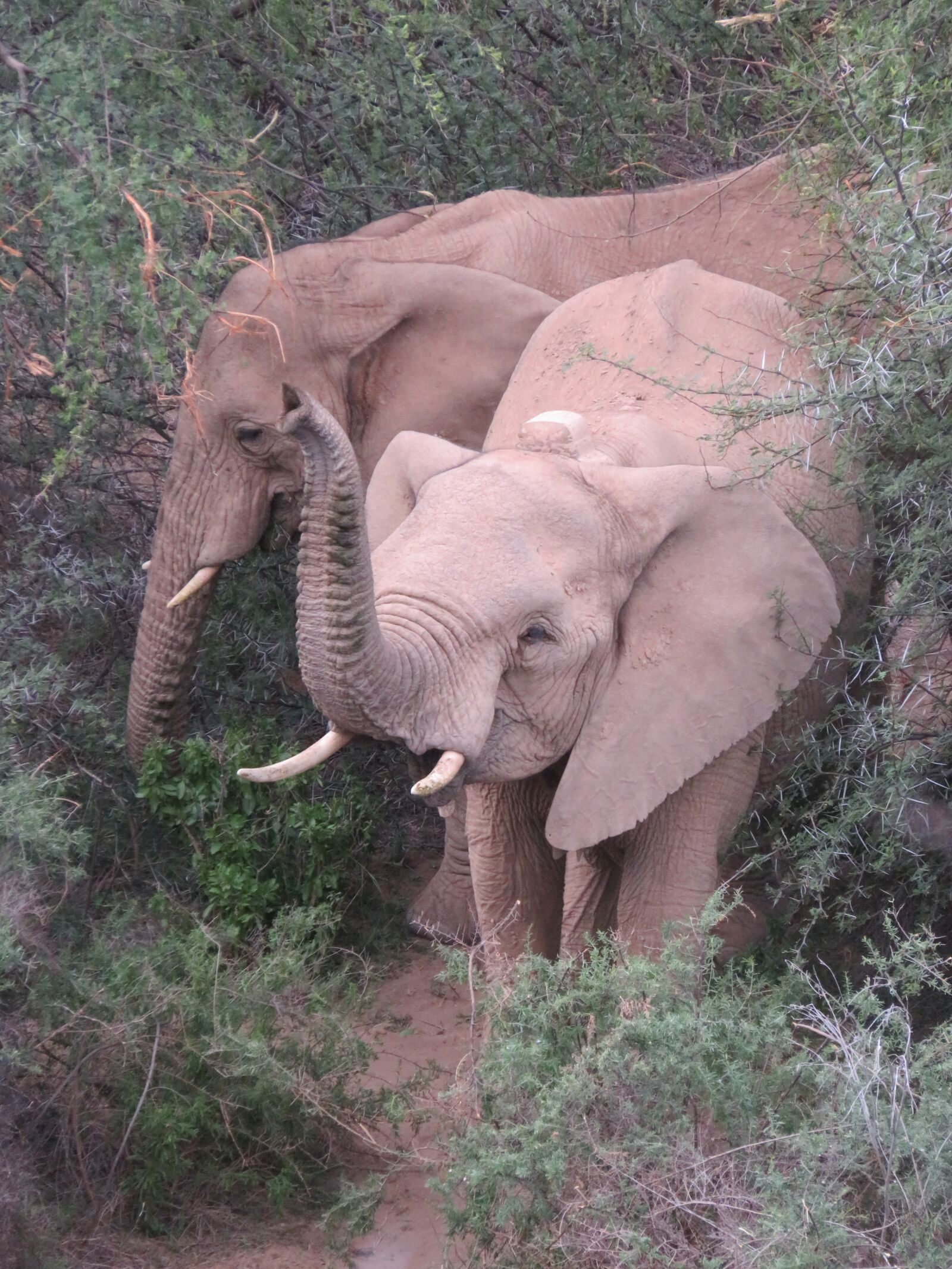 Canon PowerShot SX710 HS sample photo. Elephants, animals, wild photography